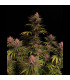 Purple Lemonade FF Fast Buds | Fast Flowering Σπόροι