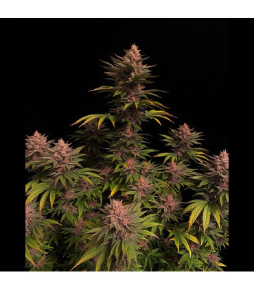 Purple Lemonade FF Fast Buds | Fast Flowering Σπόροι