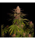 Purple Lemonade FF Fast Buds | Fast Flowering Σπόροι