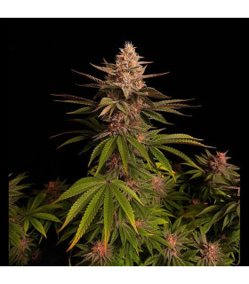 Purple Lemonade FF