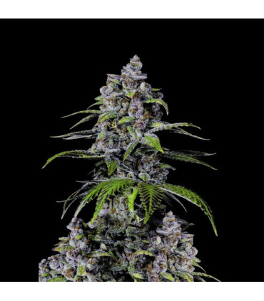 Purple Lemonade FF Fast Buds | Fast Flowering Σπόροι
