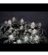 Tropicana Cookies FF Fast Buds | Fast Flowering