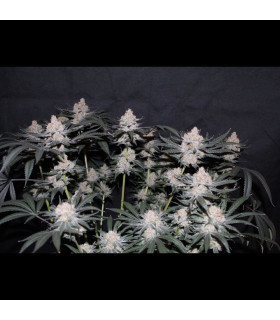 Tropicana Cookies FF Fast Buds - Fast Flowering