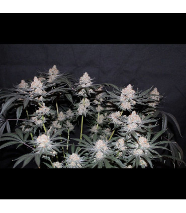 Tropicana Cookies FF Fast Buds | Fast Flowering