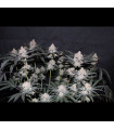 Tropicana Cookies FF