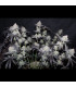 Tropicana Cookies FF Fast Buds | Fast Flowering
