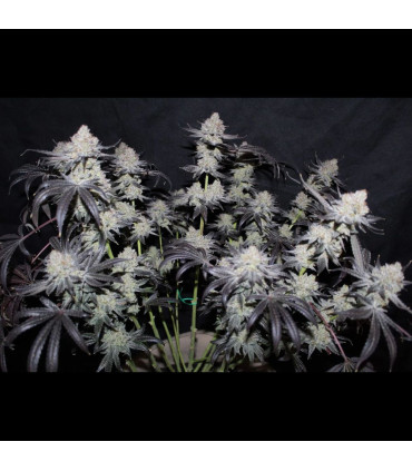 Tropicana Cookies FF Fast Buds | Fast Flowering