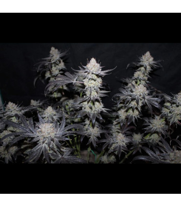 Tropicana Cookies FF Fast Buds | Fast Flowering