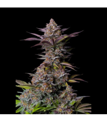 Tropicana Cookies FF Fast Buds | Fast Flowering