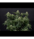 Wedding Cheesecake FF Fast Buds | Fast Flowering