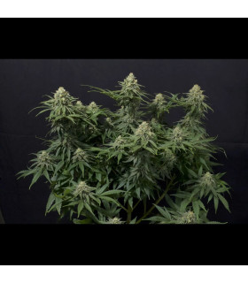 Wedding Cheesecake FF Fast Buds - Fast Flowering