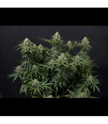 Wedding Cheesecake FF Fast Buds | Fast Flowering