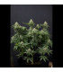 Wedding Cheesecake FF Fast Buds | Fast Flowering