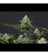 Wedding Cheesecake FF Fast Buds | Fast Flowering