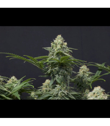 Wedding Cheesecake FF Fast Buds | Fast Flowering