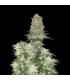 Wedding Cheesecake FF Fast Buds | Fast Flowering