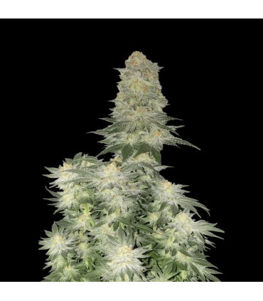Wedding Cheesecake FF Fast Buds | Fast Flowering