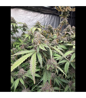 Biscotti Gelato Fast Buds | Σπόροι Φωτοπεριόδου