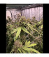 Biscotti Gelato Fast Buds | Σπόροι Φωτοπεριόδου
