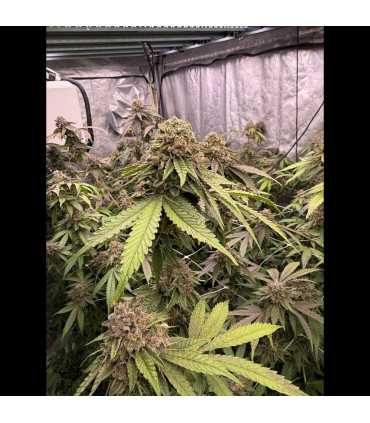 Biscotti Gelato Fast Buds | Σπόροι Φωτοπεριόδου