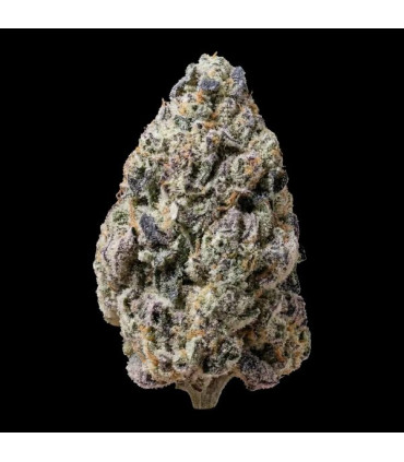 Biscotti Gelato Fast Buds | Σπόροι Φωτοπεριόδου