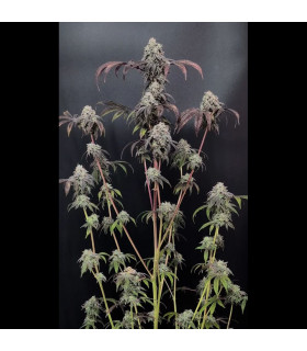 Garlic Mint Sherbet Fast Buds | Σπόροι Φωτοπεριόδου