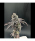 Garlic Mint Sherbet Fast Buds | Σπόροι Φωτοπεριόδου