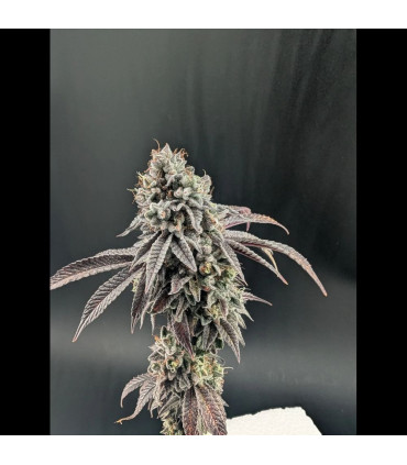 Garlic Mint Sherbet Fast Buds | Σπόροι Φωτοπεριόδου
