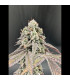Garlic Mint Sherbet Fast Buds | Σπόροι Φωτοπεριόδου