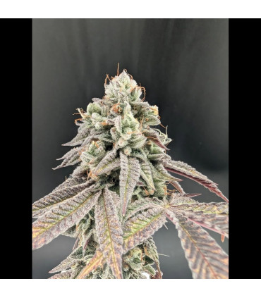 Garlic Mint Sherbet Fast Buds | Σπόροι Φωτοπεριόδου