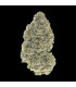 Garlic Mint Sherbet Fast Buds | Σπόροι Φωτοπεριόδου