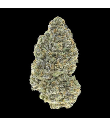 Garlic Mint Sherbet Fast Buds | Σπόροι Φωτοπεριόδου
