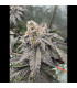 Gary Sherbet Fast Buds | Σπόροι Φωτοπεριόδου