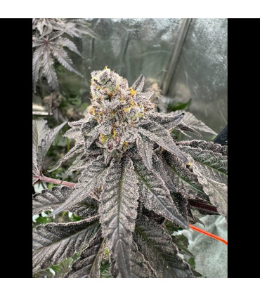 Gary Sherbet Fast Buds | Σπόροι Φωτοπεριόδου