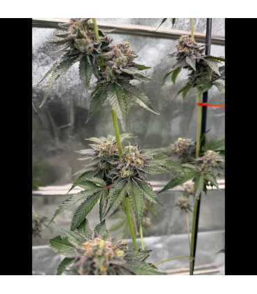 Gary Sherbet Fast Buds | Σπόροι Φωτοπεριόδου