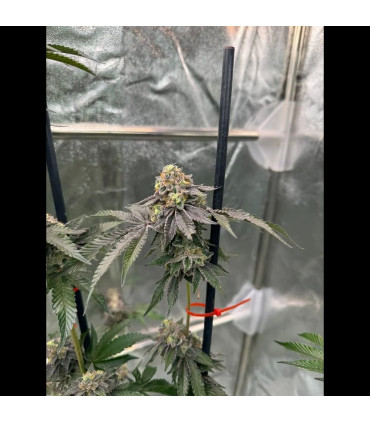 Gary Sherbet Fast Buds | Σπόροι Φωτοπεριόδου