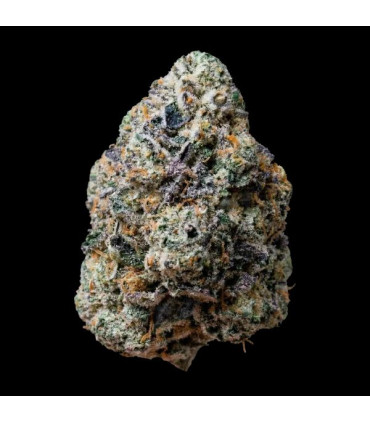 Gary Sherbet Fast Buds | Σπόροι Φωτοπεριόδου