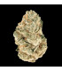 Gorilla Melon Fast Buds | Σπόροι Φωτοπεριόδου
