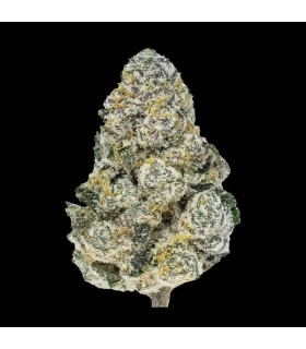 Lemonpaya Fast Buds | Σπόροι Φωτοπεριόδου Κάνναβης