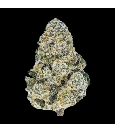 Lemonpaya Fast Buds | Σπόροι Φωτοπεριόδου Κάνναβης