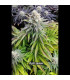 Papaya Sherbet Fast Buds | Σπόροι Φωτοπεριόδου