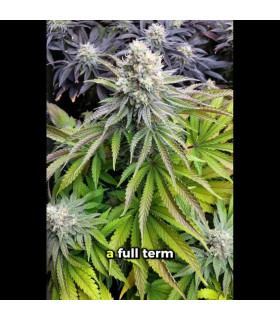 Papaya Sherbet Fast Buds | Σπόροι Φωτοπεριόδου