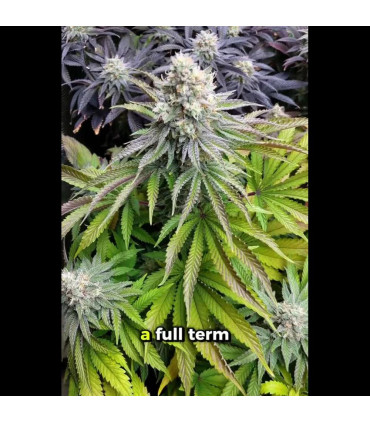 Papaya Sherbet Fast Buds | Σπόροι Φωτοπεριόδου