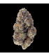 Papaya Sherbet Fast Buds | Σπόροι Φωτοπεριόδου