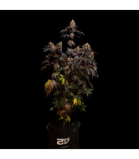 Papayton Fast Buds | Σπόροι Φωτοπεριόδου Κάνναβης