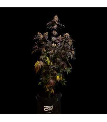 Papayton Fast Buds | Σπόροι Φωτοπεριόδου Κάνναβης