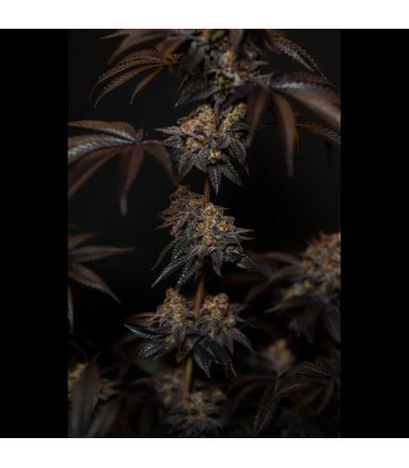 Papayton Fast Buds | Σπόροι Φωτοπεριόδου Κάνναβης