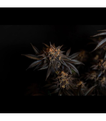 Papayton Fast Buds | Σπόροι Φωτοπεριόδου Κάνναβης