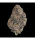 Papayton Fast Buds | Σπόροι Φωτοπεριόδου Κάνναβης