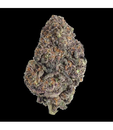 Papayton Fast Buds | Σπόροι Φωτοπεριόδου Κάνναβης